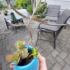 May include: A small succulent plant in a light blue and white ceramic pot. The plant has green and reddish-brown leaves. The pot is held in front of a patio with outdoor furniture.