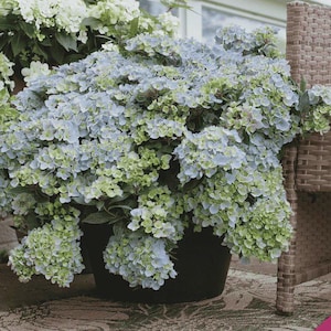 Japanese Hydrangea - Etsy