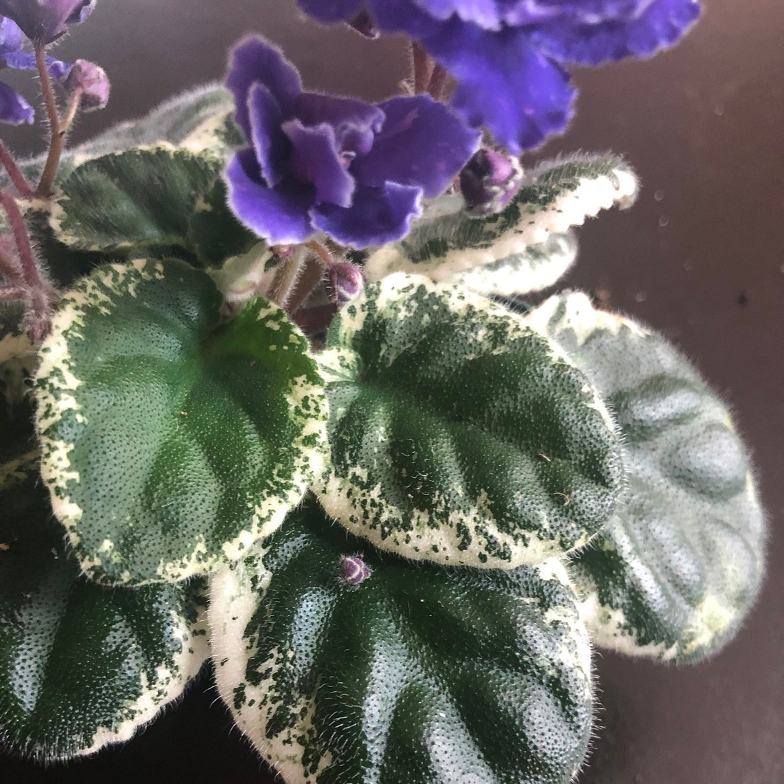 African Violet Buckeye Party Streamers Variegated Etsy