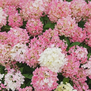 May include: Close-up of a cluster of pink and white hydrangea flowers. The flowers are in full bloom, with a mix of light pink and white petals. Green leaves are visible in the background. The image showcases the beauty of nature and floral arrangements.