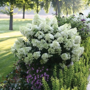 May include: A lush, white hydrangea bush in full bloom, surrounded by green foliage and purple flowers. The image is taken outdoors in a garden setting, with trees and grass in the background.
