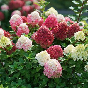 May include: A vibrant close-up of a hydrangea bush, showcasing a variety of colors. The blooms range from deep burgundy to soft pink and creamy white, set against a backdrop of lush green foliage. The flowers are clustered together, creating a full and textured appearance.