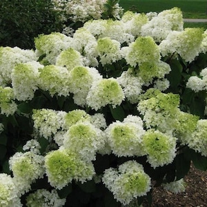 May include: A large bush of white hydrangeas with green foliage. The flowers are in full bloom and have a soft, fluffy texture.