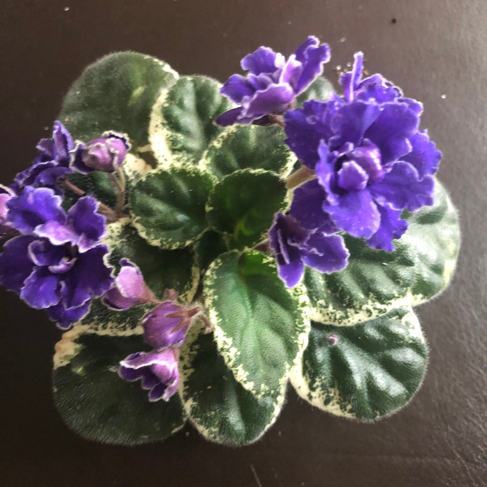 African Violet Buckeye Party Streamers Variegated Etsy