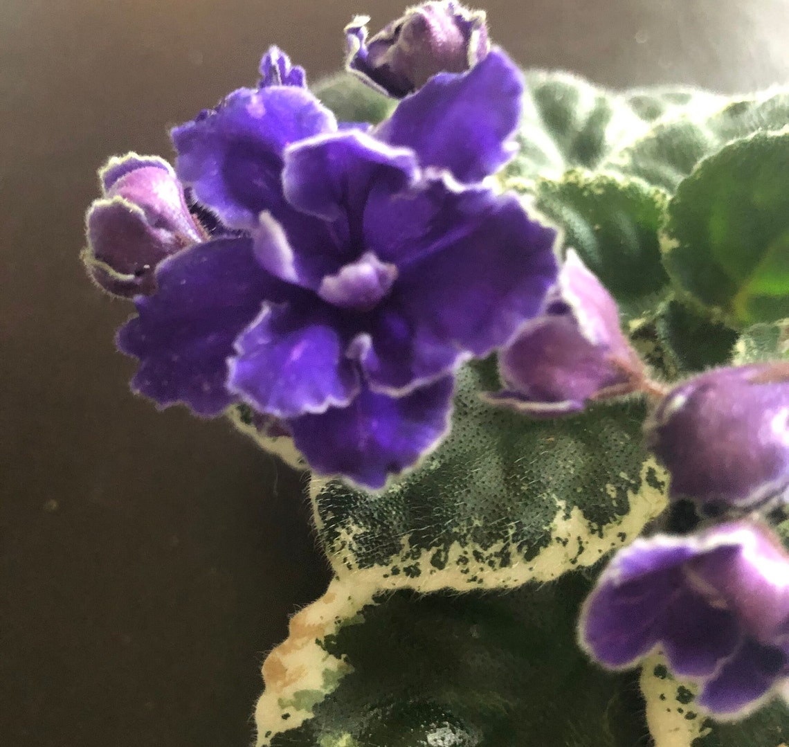 African Violet Buckeye Party Streamers Variegated Etsy