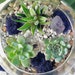 see more listings in the DIY Succulent Garden Kit section