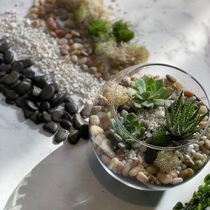 DIY Succulent Terrarium Kit: Glass Bowl Zen Garden with Live Plants, diy craft, birthday gift, corporate team building, Back to School image 2