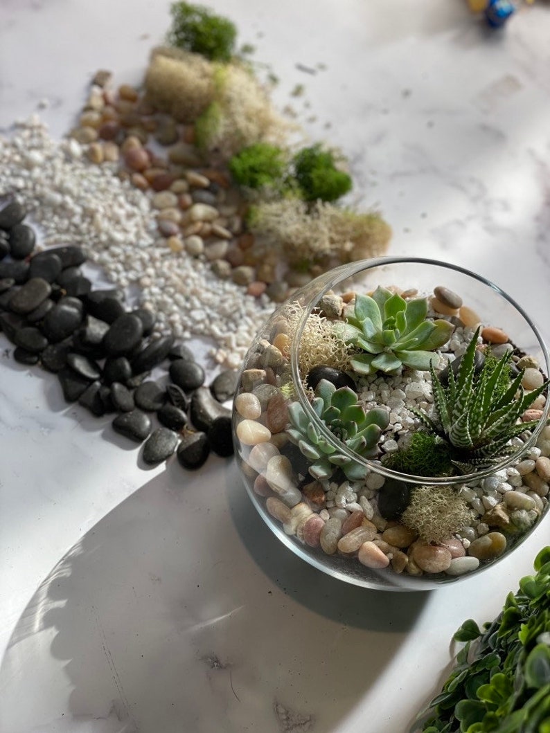 DIY Succulent Terrarium Kit: Glass Bowl Zen Garden with Live Plants, diy craft, birthday gift, corporate team building, Back to School image 2