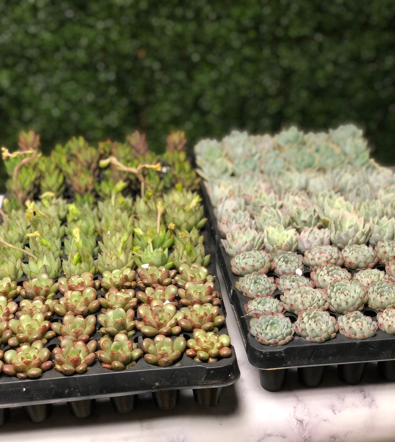 DIY Sand Art Planter Kit Sand Art Kit Terrarium Kit Sand Etsy