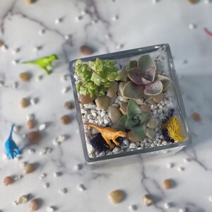 DIY glass cube planter, Terrarium Kit, DIY Succulent Garden, Crystal Kit, Terrarium, gift for her, team building, diy kit, mothers day image 3