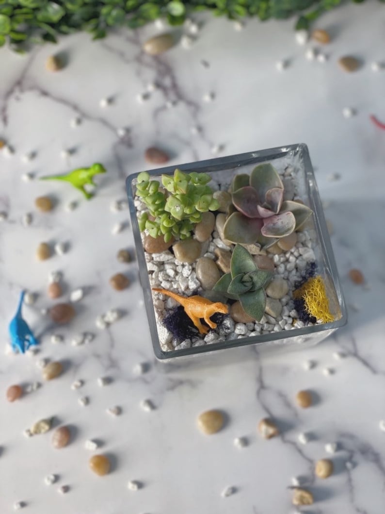 DIY glass cube planter, Terrarium Kit, DIY Succulent Garden, Crystal Kit, Terrarium, gift for her, team building, diy kit, mothers day image 3