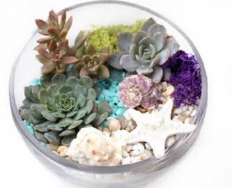 DIY coastal terrarium kit, terrarium kit,  terrarium, terrarium succulents, diy succulent kit, diy gift for her, birthday gift, mothers day