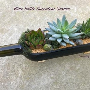 K&ouml;nnte beinhalten: Ein umfunktionierter Weinflaschen-Sukkulenten-Garten mit einer Vielzahl gr&uuml;ner Sukkulenten, darunter eine gro&szlig;e blaugr&uuml;ne Sukkulente in der Mitte. Die Flasche ist schwarz lackiert und hat einen braunen Korken.