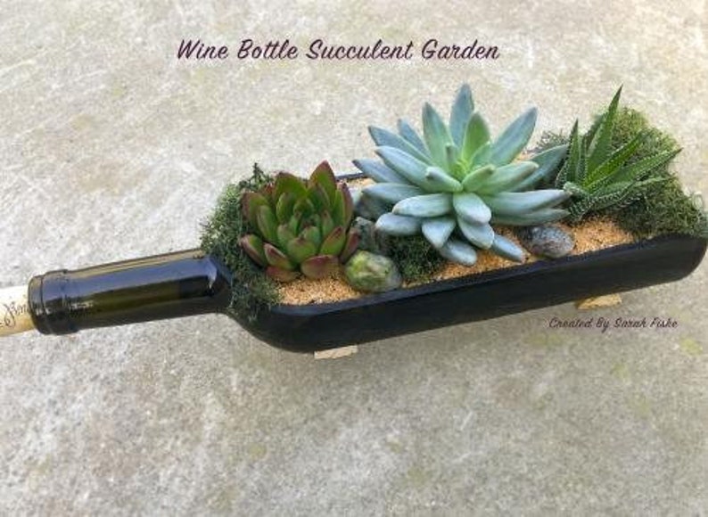 K&ouml;nnte beinhalten: Ein umfunktionierter Weinflaschen-Sukkulenten-Garten mit einer Vielzahl gr&uuml;ner Sukkulenten, darunter eine gro&szlig;e blaugr&uuml;ne Sukkulente in der Mitte. Die Flasche ist schwarz lackiert und hat einen braunen Korken.