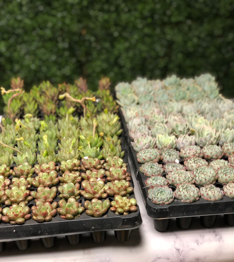 DIY Succulent Terrarium Kit: Glass Bowl Zen Garden with Live Plants, diy craft, birthday gift, corporate team building, Back to School image 4