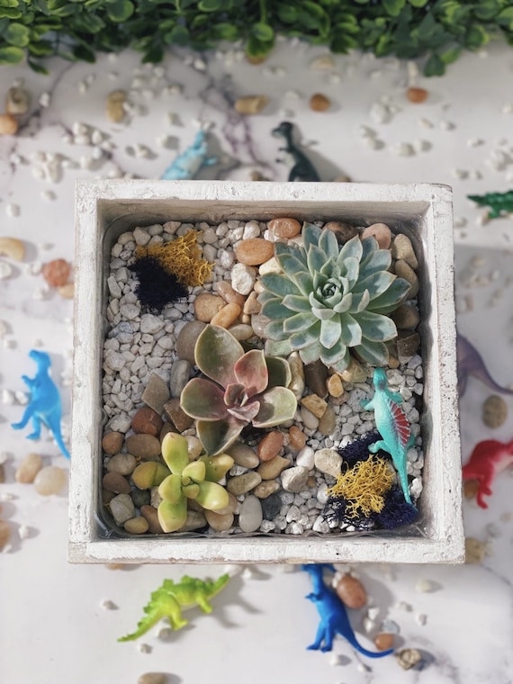 DIY Succulent Garden Kit: Distressed Wooden Planter, Rocks & Moss, Birthday  Gift, Gift for Her, Team Building Activity, Father's Day - Etsy
