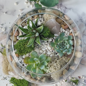 Pode incluir: Um terr&aacute;rio de vidro com uma variedade de suculentas, musgo e pequenas pedras brancas. H&aacute; tamb&eacute;m dois cristais de quartzo rosa no terr&aacute;rio.