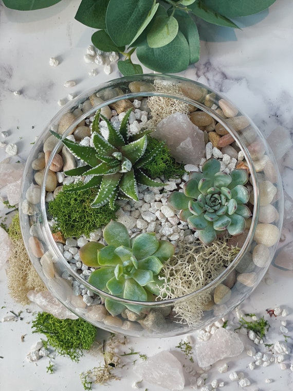 DIY Rose Quartz Kit, Terrarium Kit, DIY Succulent Garden, Zen Garden, gift for her, corporate team building, adult activity, Valentines' Day