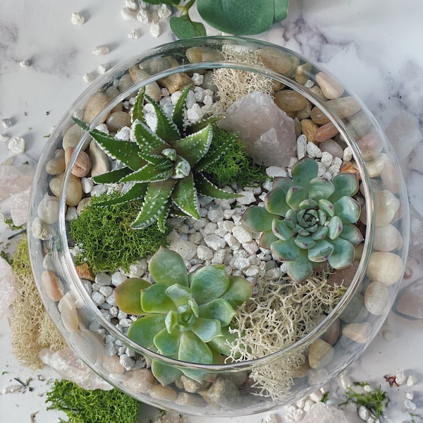 Terrarium Kit Etsy
