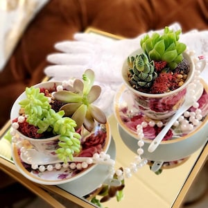 Teacup Succulent - Etsy