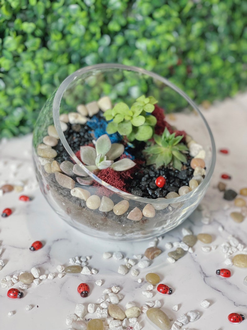 DIY Beautiful Slope Bowl Planter Kit DIY Terrarium Kit DIY Etsy