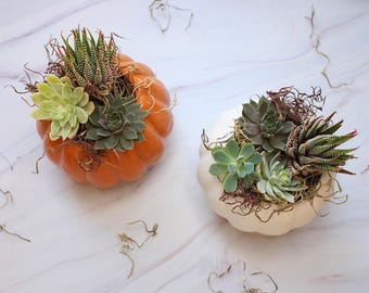 DIY Ceramic Pumpkin Succulent Planter Kit: Fall Terrarium with Live Plants, corporate team building, fall craft, succulent, Father's Day