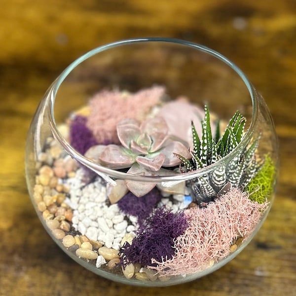 DIY Olivia Rose quartz Crystal Planter Kit,Terrarium Kit,DIY Succulent Garden, crystal terrarium, Mother’s Day , birthday gift, rose quartz