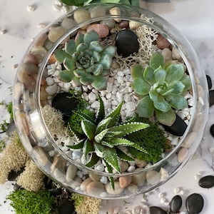 DIY Succulent Terrarium Kit: Glass Bowl Zen Garden with Live Plants, diy craft, birthday gift, corporate team building, Back to School image 1