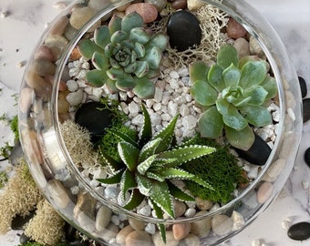 DIY Succulent Terrarium Kit: Glass Bowl Zen Garden with Live Plants, diy craft, birthday gift, corporate team building, Mother's Day