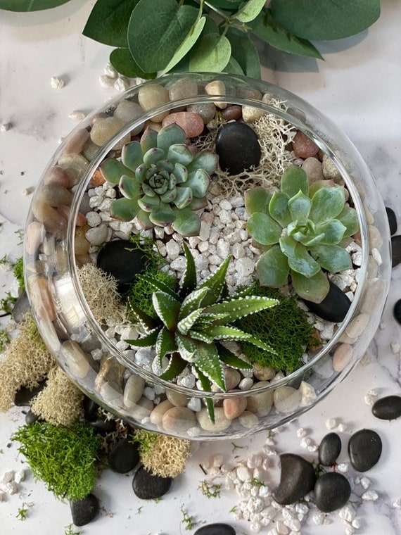 DIY Succulent Terrarium Kit: Glass Bowl Zen Garden With Live Plants, Diy  Craft, Birthday Gift, Corporate Team Building, Father's Day - Etsy Finland