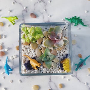 DIY glass cube planter, Terrarium Kit, DIY Succulent Garden, Crystal Kit, Terrarium, gift for her, team building, diy kit, mothers day