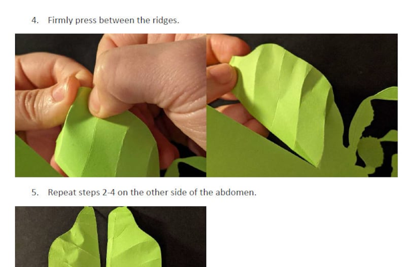 Pu&ograve; includere: Primo piano di una mano che preme verso il basso su una foglia di carta verde, creando delle creste. Il testo "Premere saldamente tra le creste." &egrave; visibile sopra l'immagine. La seconda immagine mostra la foglia dopo che le creste sono state premute. Il testo "Ripetere i passaggi 2-4 sull'altro lato dell'addome." &egrave; visibile sopra l'immagine. La terza immagine mostra la foglia completata con le creste su entrambi i lati.