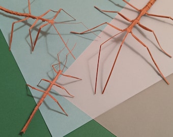 Stickbug DIY Papercraft Puzzle Cardstock Kit Unique Gift