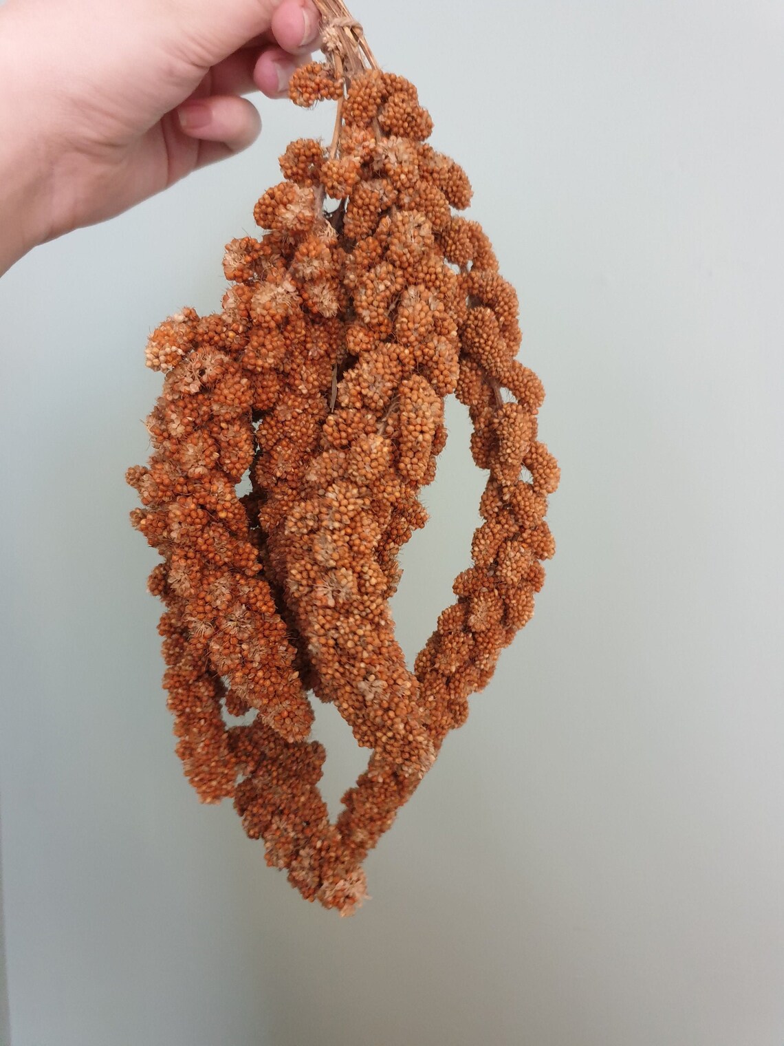 Red millet sprays for small pets/birds Etsy