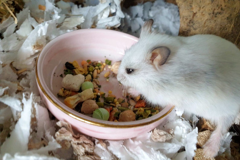 Premium Dwarf Hamster Food Etsy UK