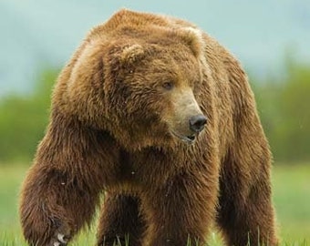 Grizzly Bear Print, Wildlife, Grizzly Bear