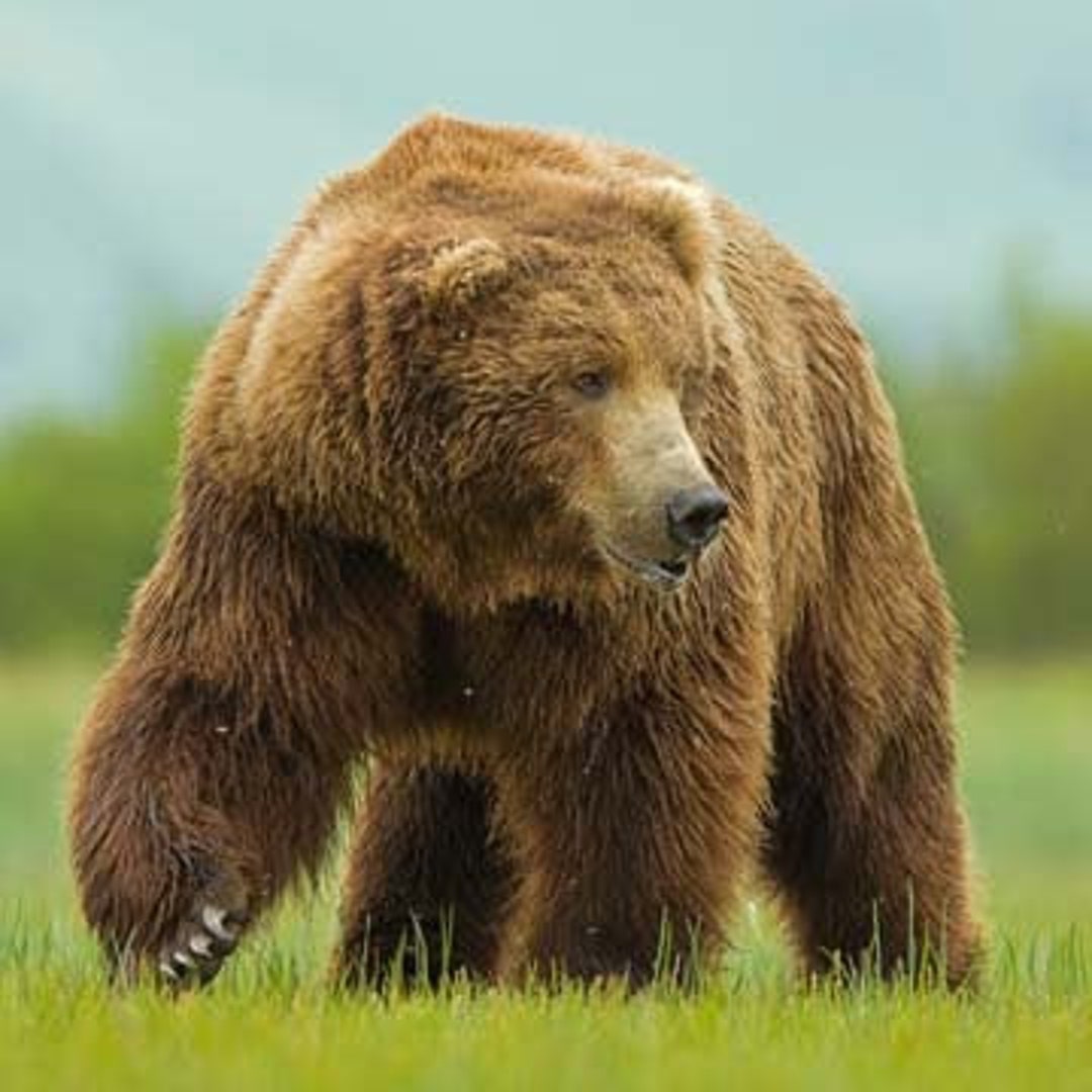 Grizzly Bear Print 2, Wildlife, Grizzly Bear Poster, Canvas Print
