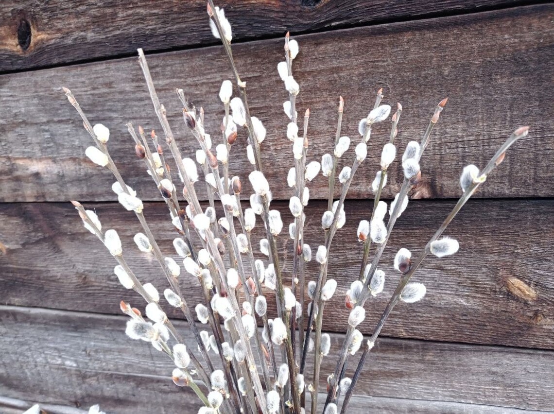 20 long dried pussy willow branches catkins. Natural dried Etsy