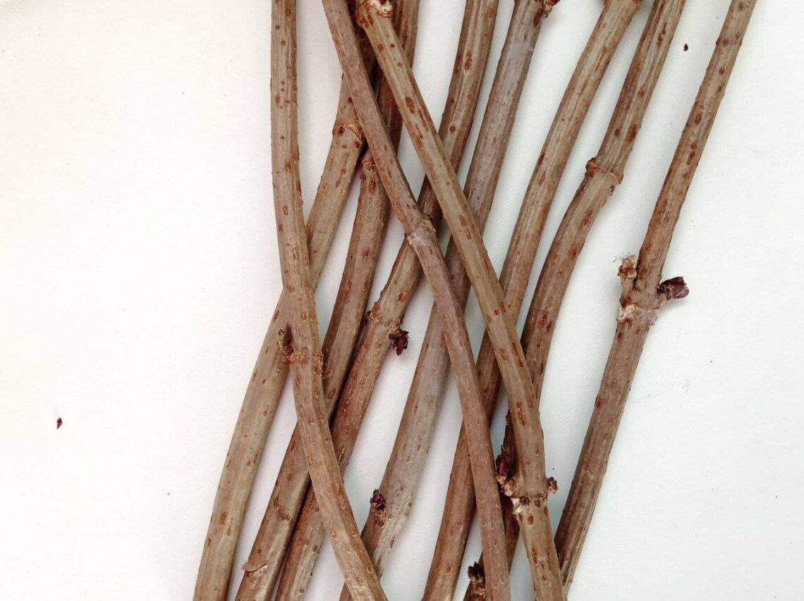 Dried Black Elderberry Branches Natural Elder Twigs Sticks Etsy