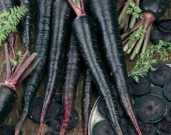 200+ Black Nebula Carrot Heirloom Seeds Non-GMO, growing in USA  Free Shipping