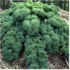 Kale Vates Blue Scotch HEIRLOOM 100+ Seeds Premium 100% Organic Grown In USA