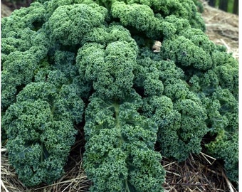 Kale Vates Blue Scotch HEIRLOOM 100+ Seeds Premium 100% Organic Grown In USA