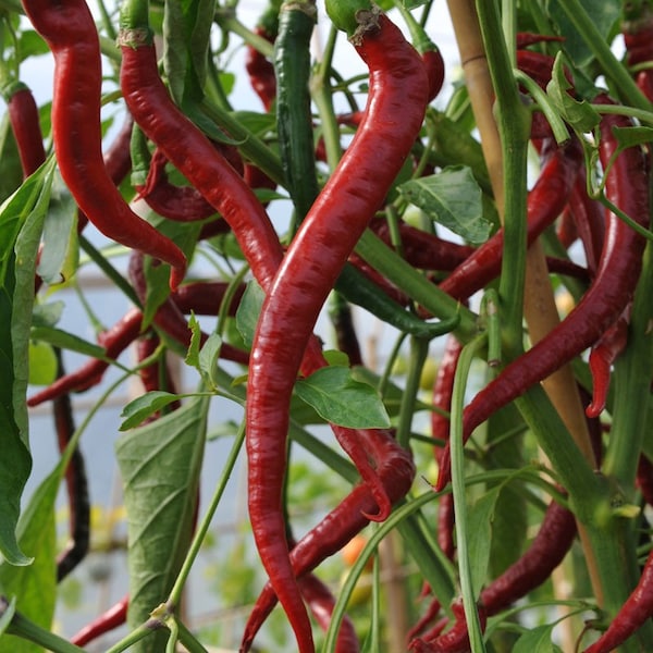 Cayenne Chilli pepper, Very Hot & Long HEIRLOOM 50+ Seeds, 100% organic, Grown in USA