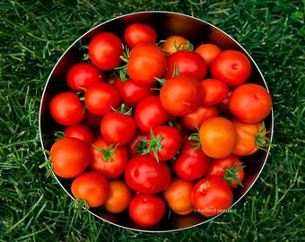 Indian Tomato / Desi Tomato HEIRLOOM 50+ seeds 100% Organic Premium strain Home Grown in USA