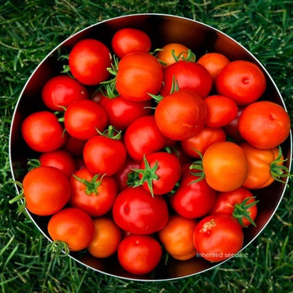 Indian Tomato / Desi Tomato HEIRLOOM 50+ seeds 100% Organic Premium strain Home Grown in USA