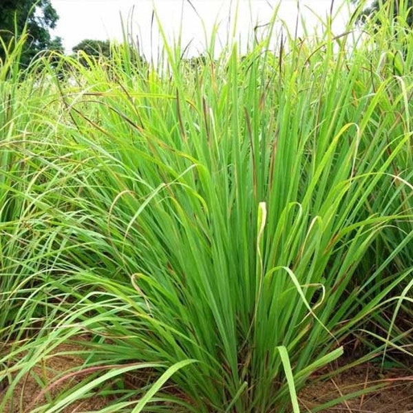 Lemon Grass (Cymbopogon flexuosis) Heirloom 100 seeds Premium Strain Grown in USA