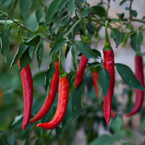 Thai Chilli pepper, very HOT HEIRLOOM 50+ seeds high yield 100% Organic grown in USA