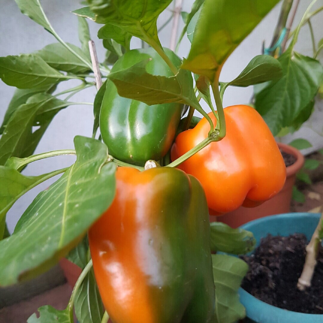 Orange Bell Pepper XL HEIRLOOM 30seeds Premium strain Etsy