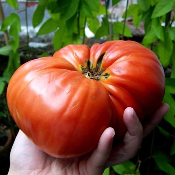 Classic beefsteak tomato