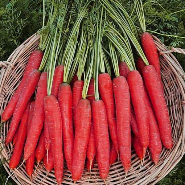 Sweet Red Carrot (Red Sky) HEIRLOOM 200+ Seeds 100% Organic Non GMO Grown In USA.